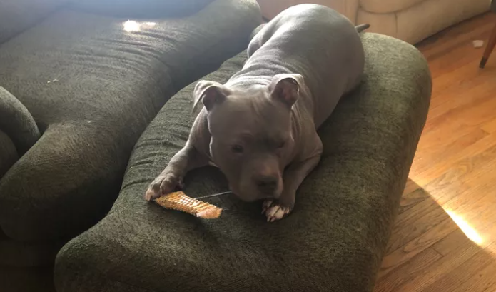 Diva - Bulldog shot by Lincoln Police